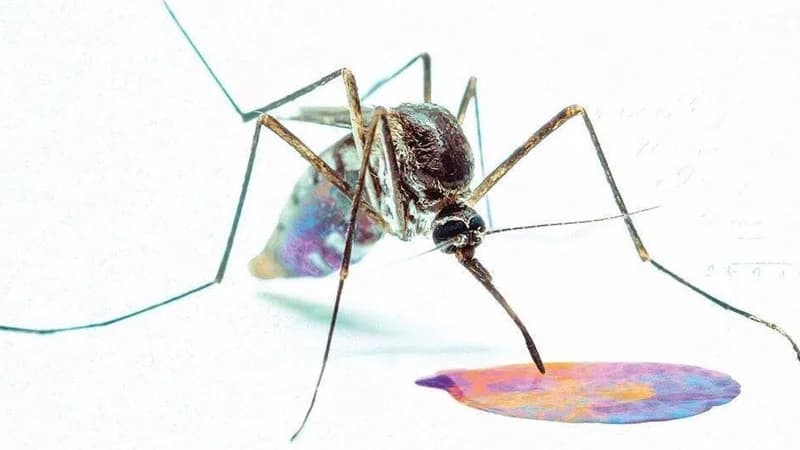 Cane Hill - Too Far Gone